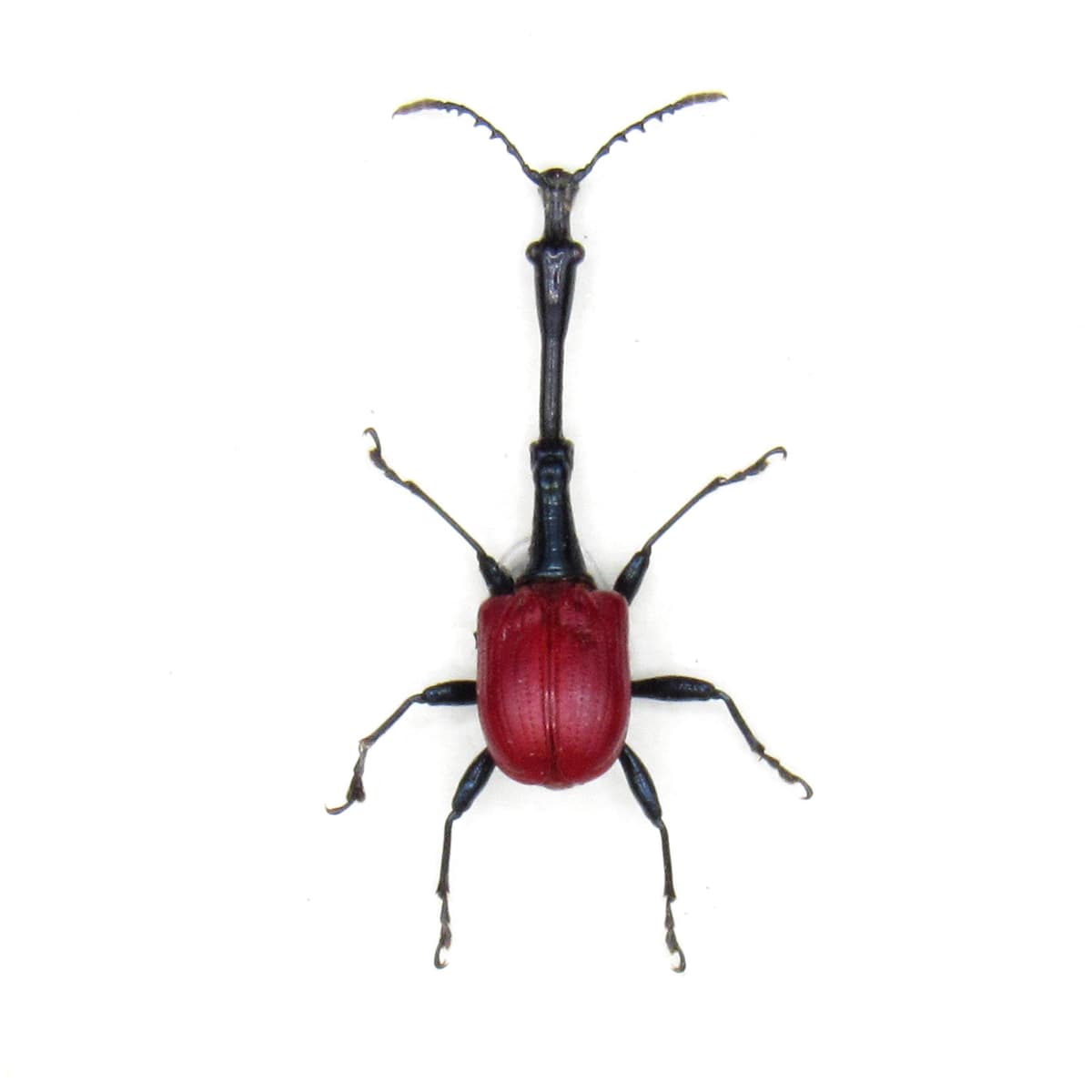 Real Giraffe weevil framed taxidermy - Trachelophorus giraffa