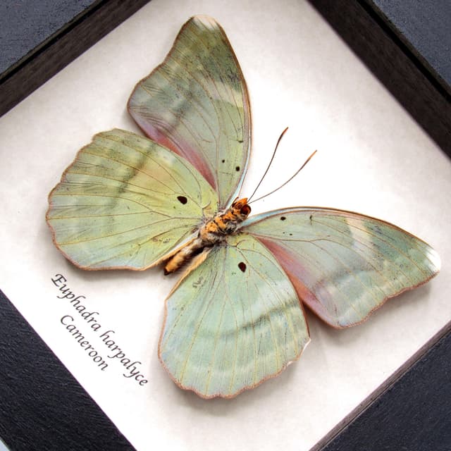 Real iridescent green Forester butterfly framed taxidermy - Euphaedra harpalyce - large female