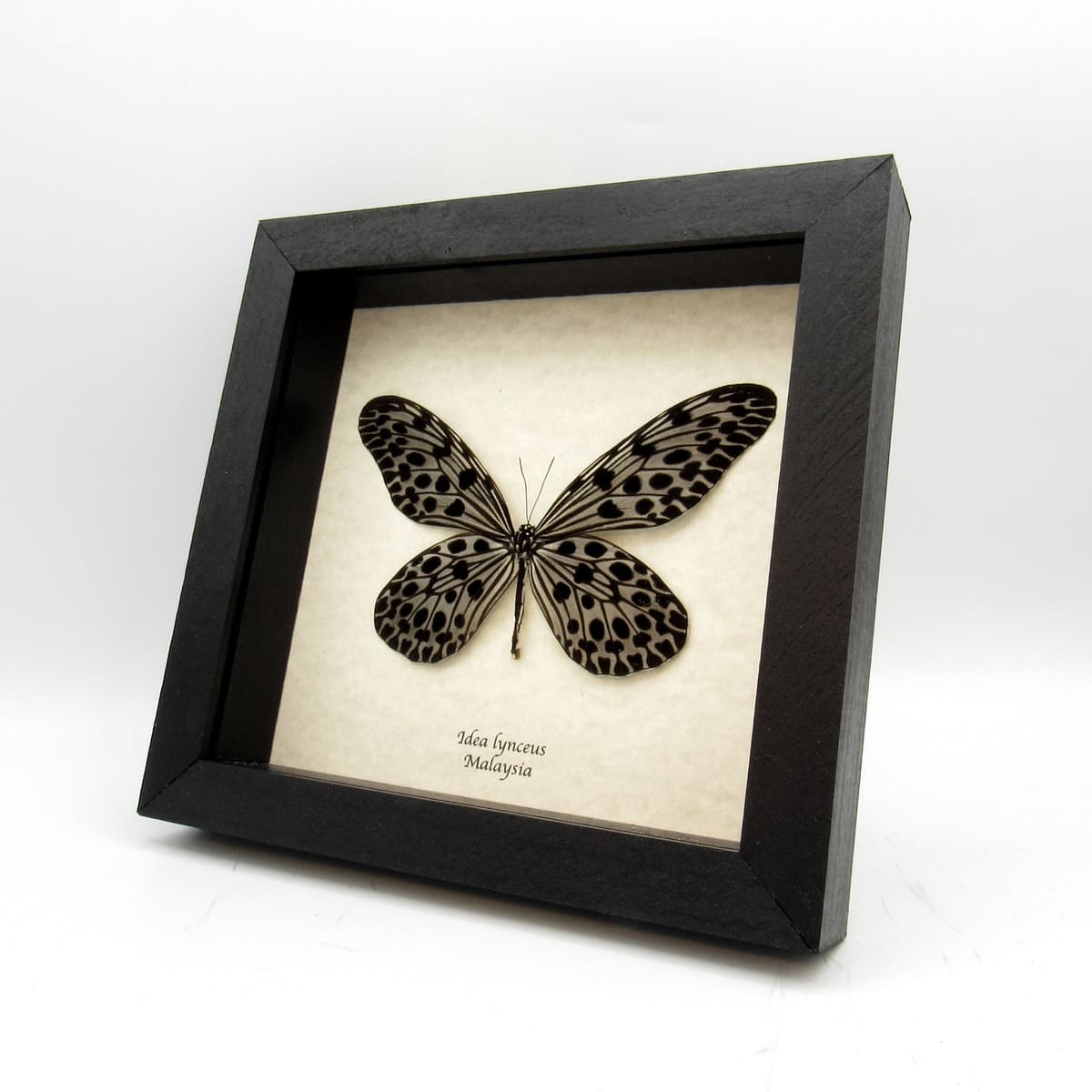Real silver tree nymph butterfly framed taxidermy - Idea lynceus