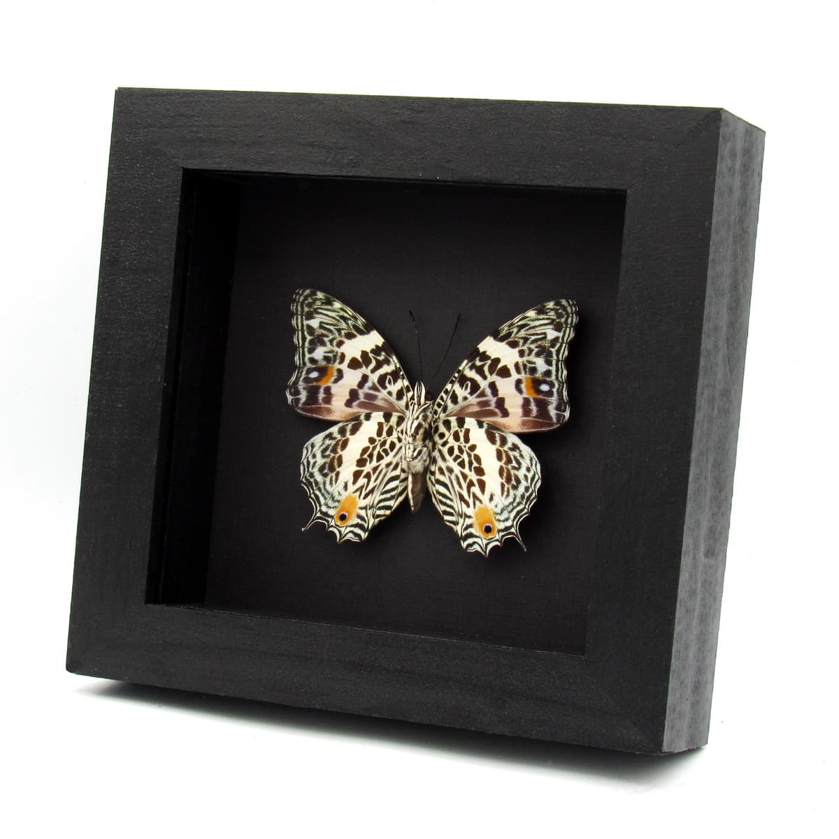 Real butterfly framed taxidermy - Baeotus deucalion