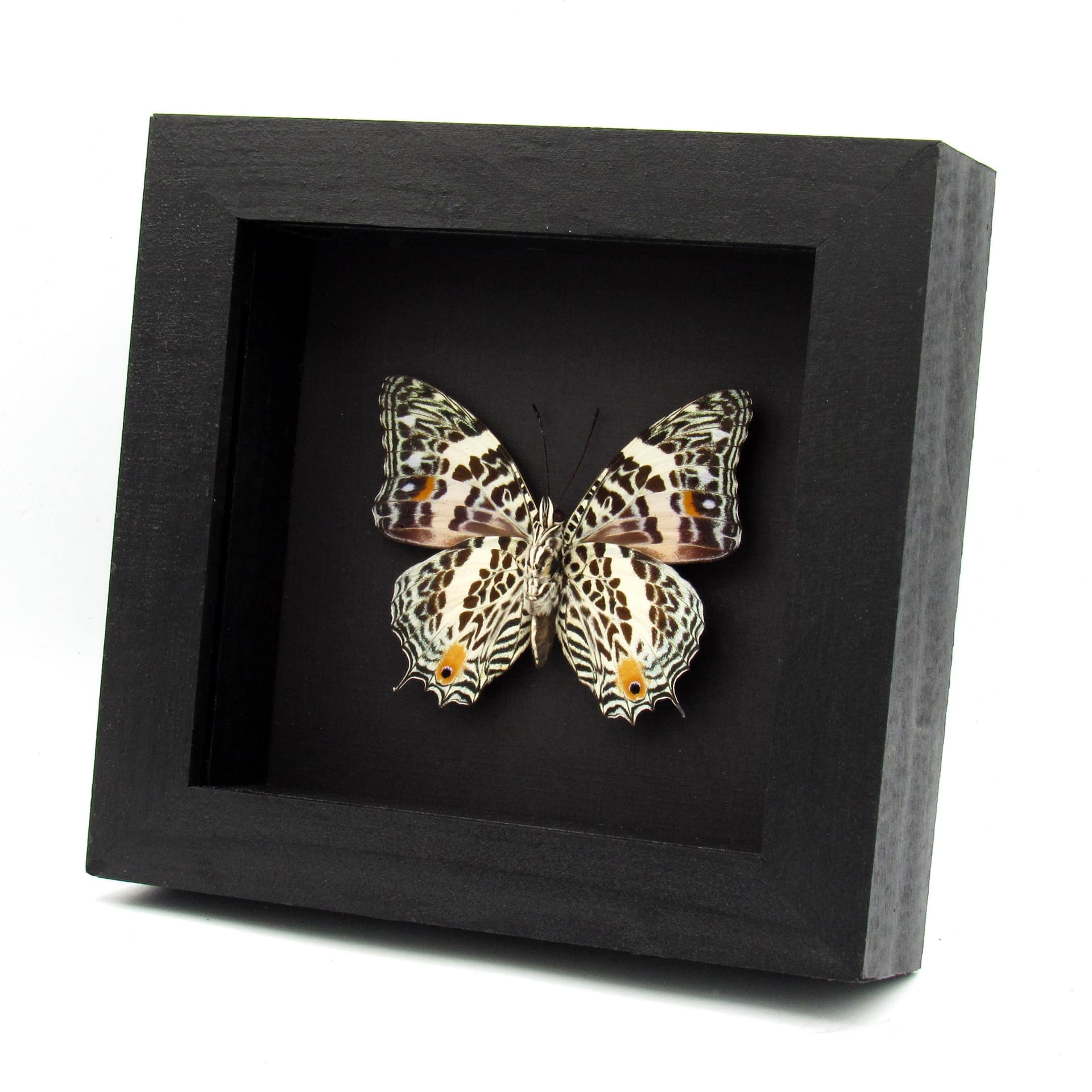 Real butterfly framed taxidermy - Baeotus deucalion