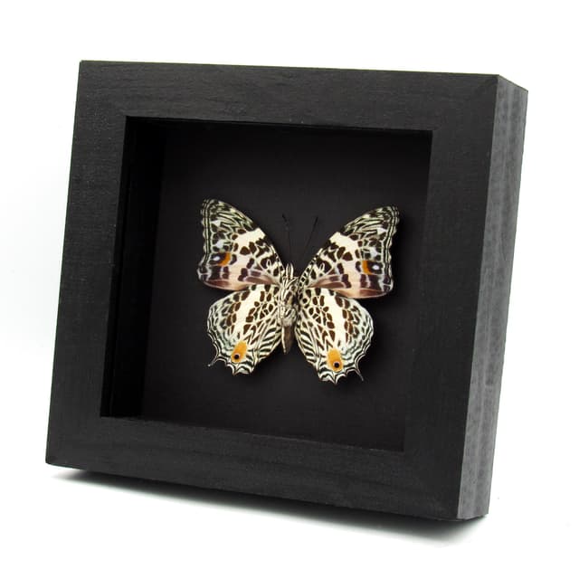 Real butterfly framed taxidermy - Baeotus deucalion
