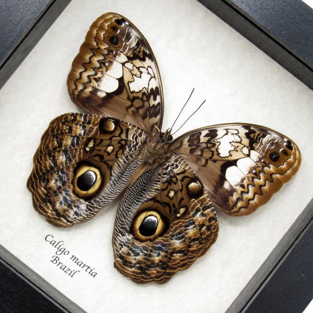 Rare Giant purple Owl Butterfly framed taxidermy - Caligo martia