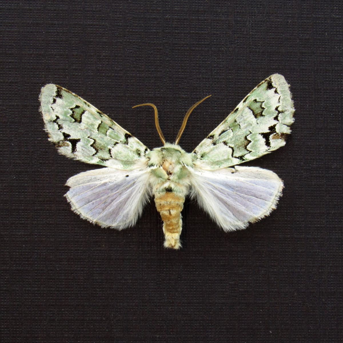 Real green Lichen moth framed taxidermy - Noctuidae species