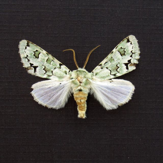 Real green Lichen moth framed taxidermy - Noctuidae species