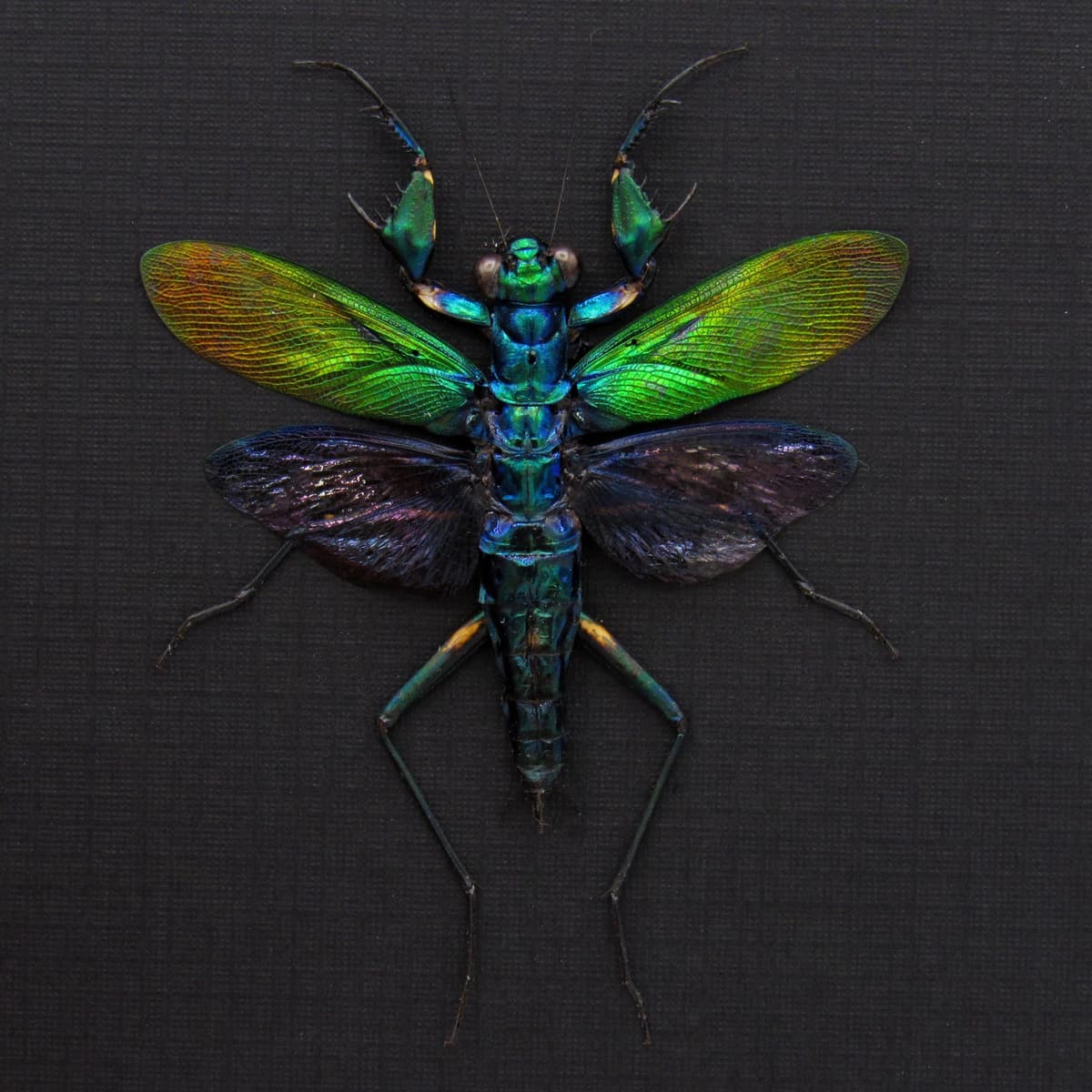 Real metallic mantis framed taxidermy - Metallyticus splendidus