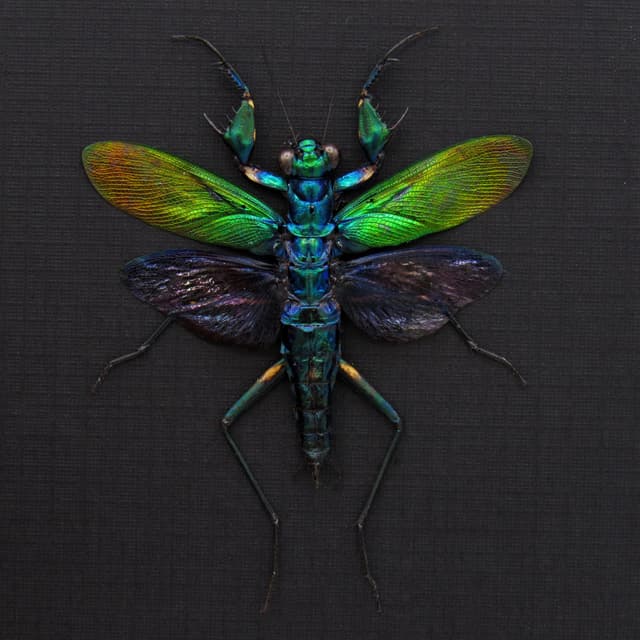 Real metallic mantis framed taxidermy - Metallyticus splendidus