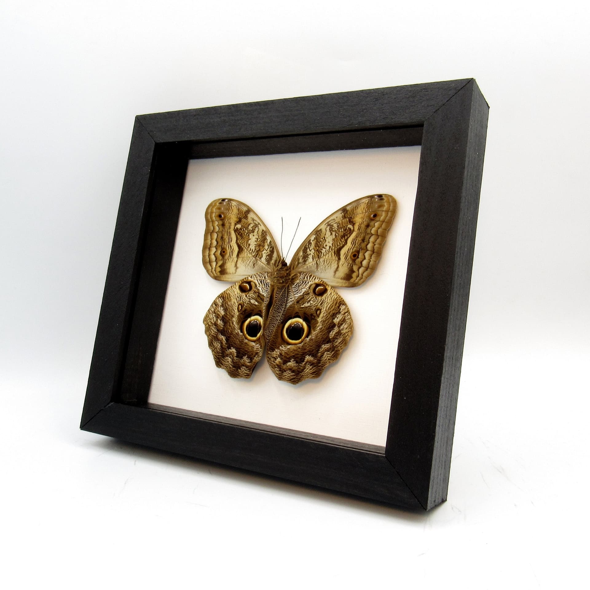 Giant Owl butterfly - Caligo brasiliensis