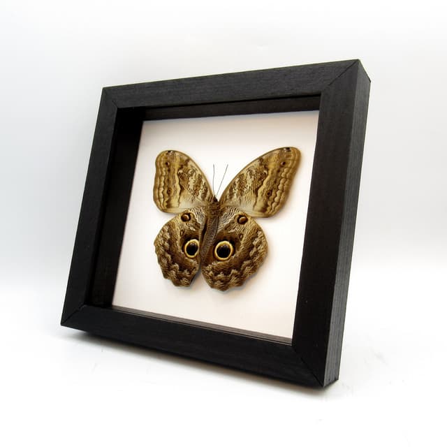 Giant Owl butterfly - Caligo brasiliensis
