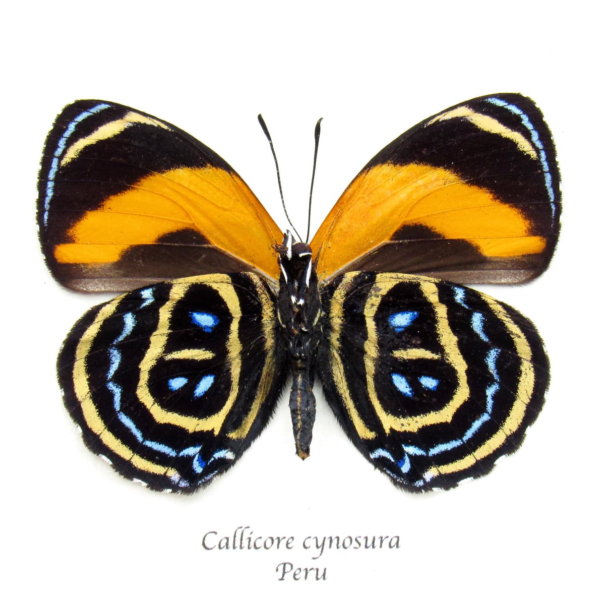 Real Cynosura eighty-eight butterfly framed taxidermy - Callicore cynosura