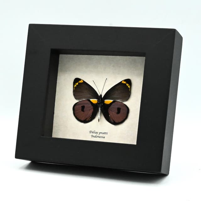 Real purple Delias butterfly framed taxidermy - Delias pratti