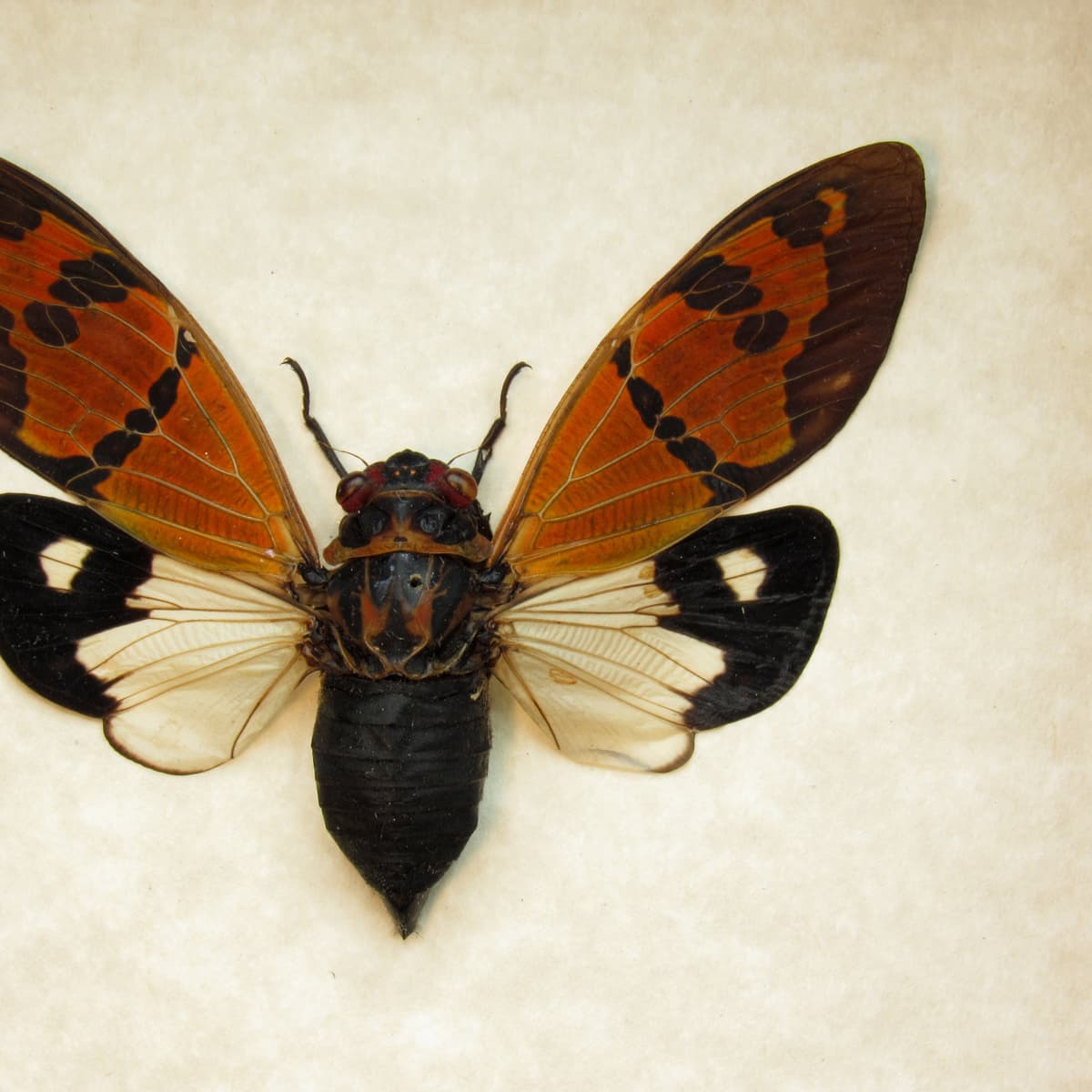 Real orange and white Cicada framed taxidermy - Gaeana festiva