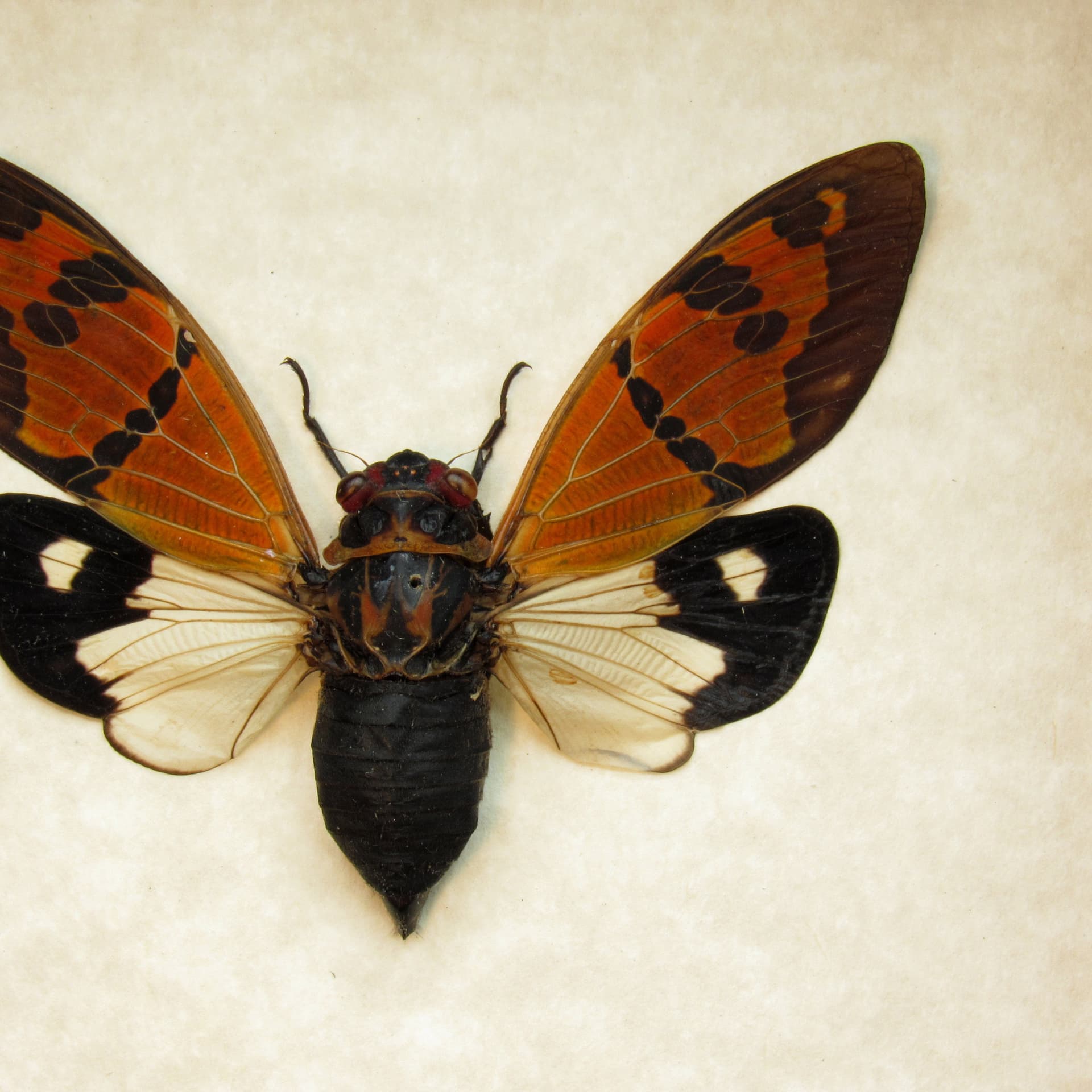Real orange and white Cicada framed taxidermy - Gaeana festiva