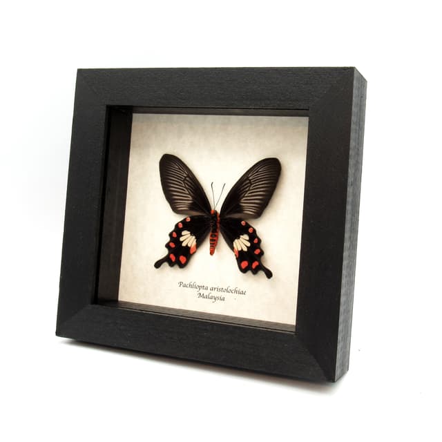 Real Common Rose butterfly framed taxidermy - Pachliopta aristolochiae - female