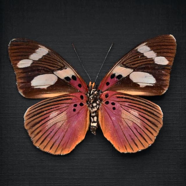 Rare Equatorial Mimic Forester butterfly framed taxidermy - Euphaedra imitans