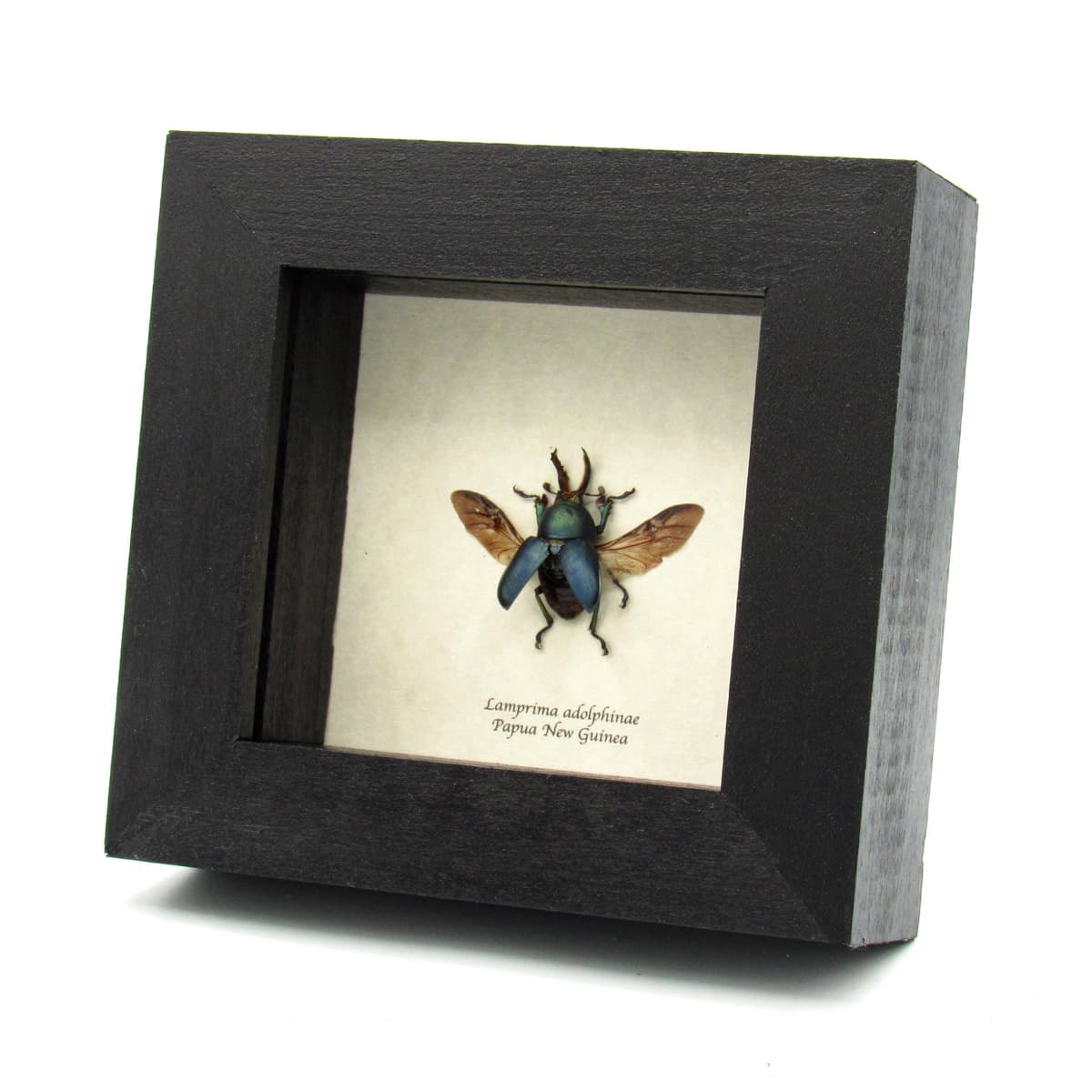 Real Stag beetle framed taxidermy - Lamprima adolphinae