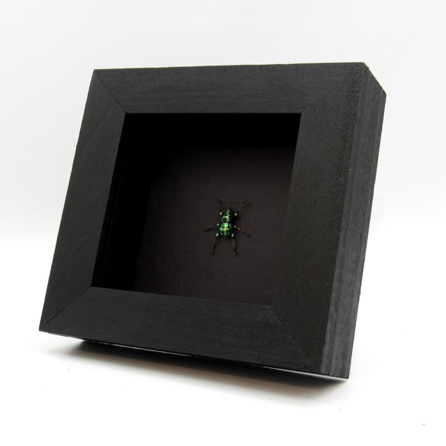 WEEVIL MANIA - Real metallic Weevil beetle framed taxidermy - Metapocyrtus subquadrulifer