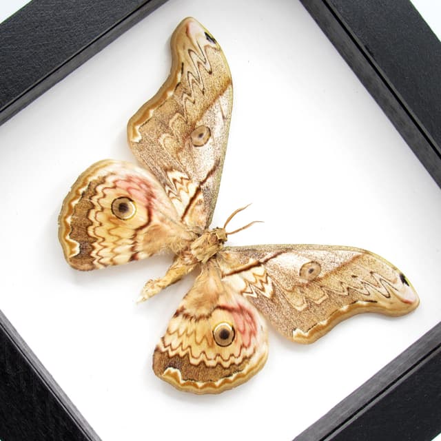 Rare Saturn moth framed taxidermy - Caligula thibeta