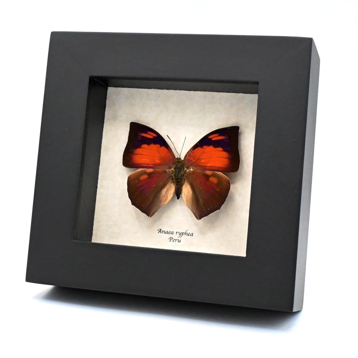 Real red butterfly framed taxidermy - Anaea ryphea