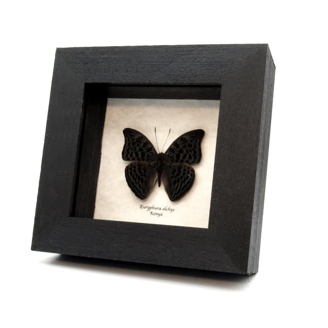 Real Mottled Green Nymph butterfly framed taxidermy - Euryphura alchys