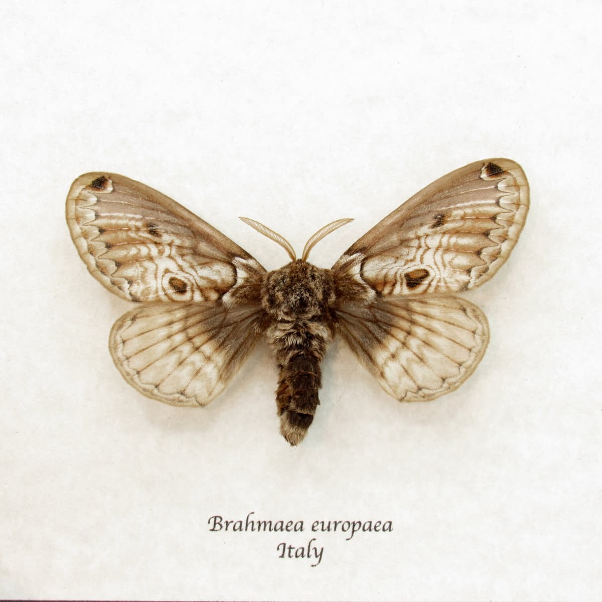 Real European Owl moth framed taxidermy - Brahmaea europaea
