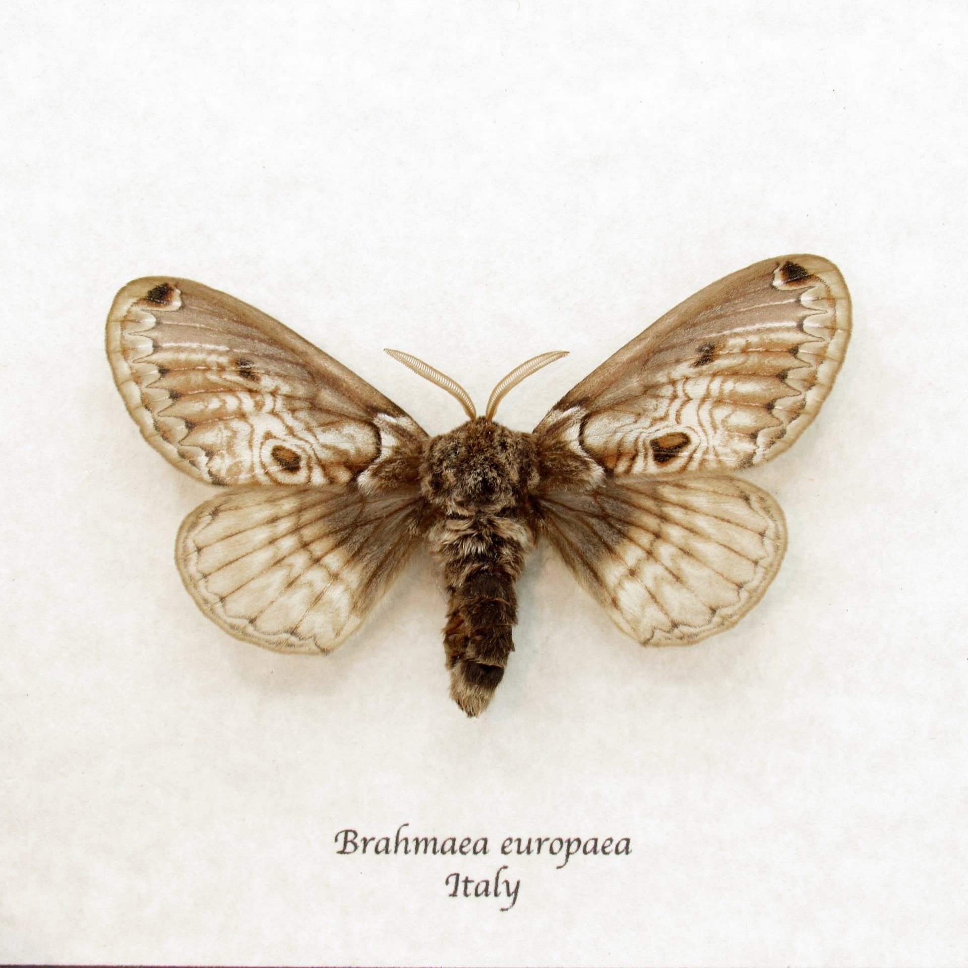 Real European Owl moth framed taxidermy - Brahmaea europaea