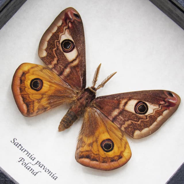 Real Saturn moth framed taxidermy - Saturnia pavonia