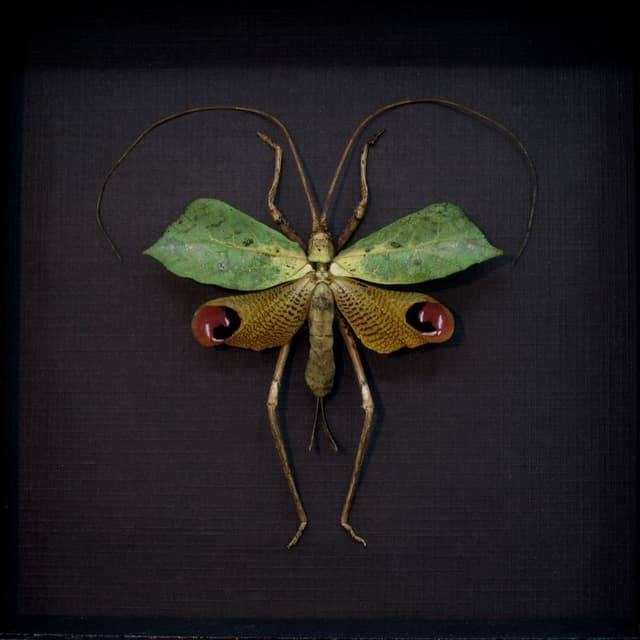 Rare Leaf Mimic Katydid framed taxidermy - Porphyromma viridifolia