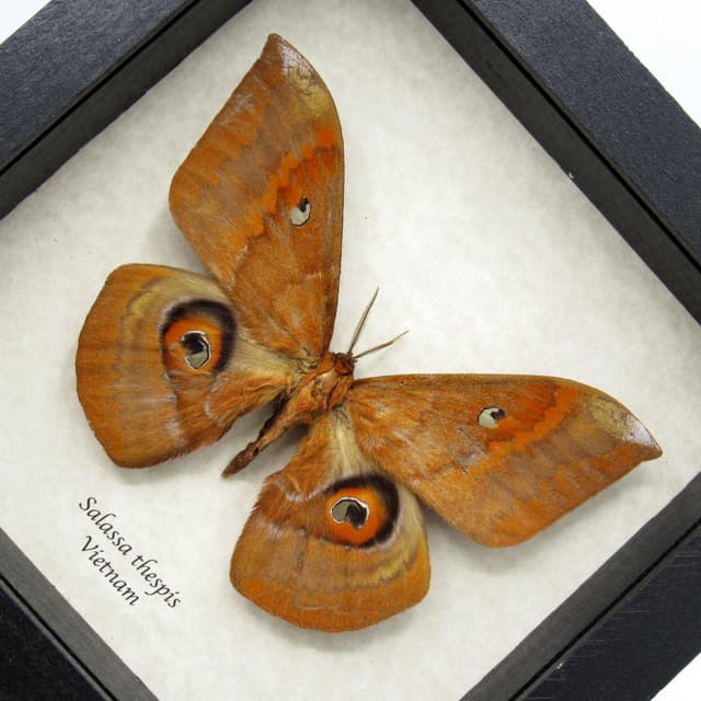 Real Giant Saturn moth framed taxidermy - Salassa thespis - XL size