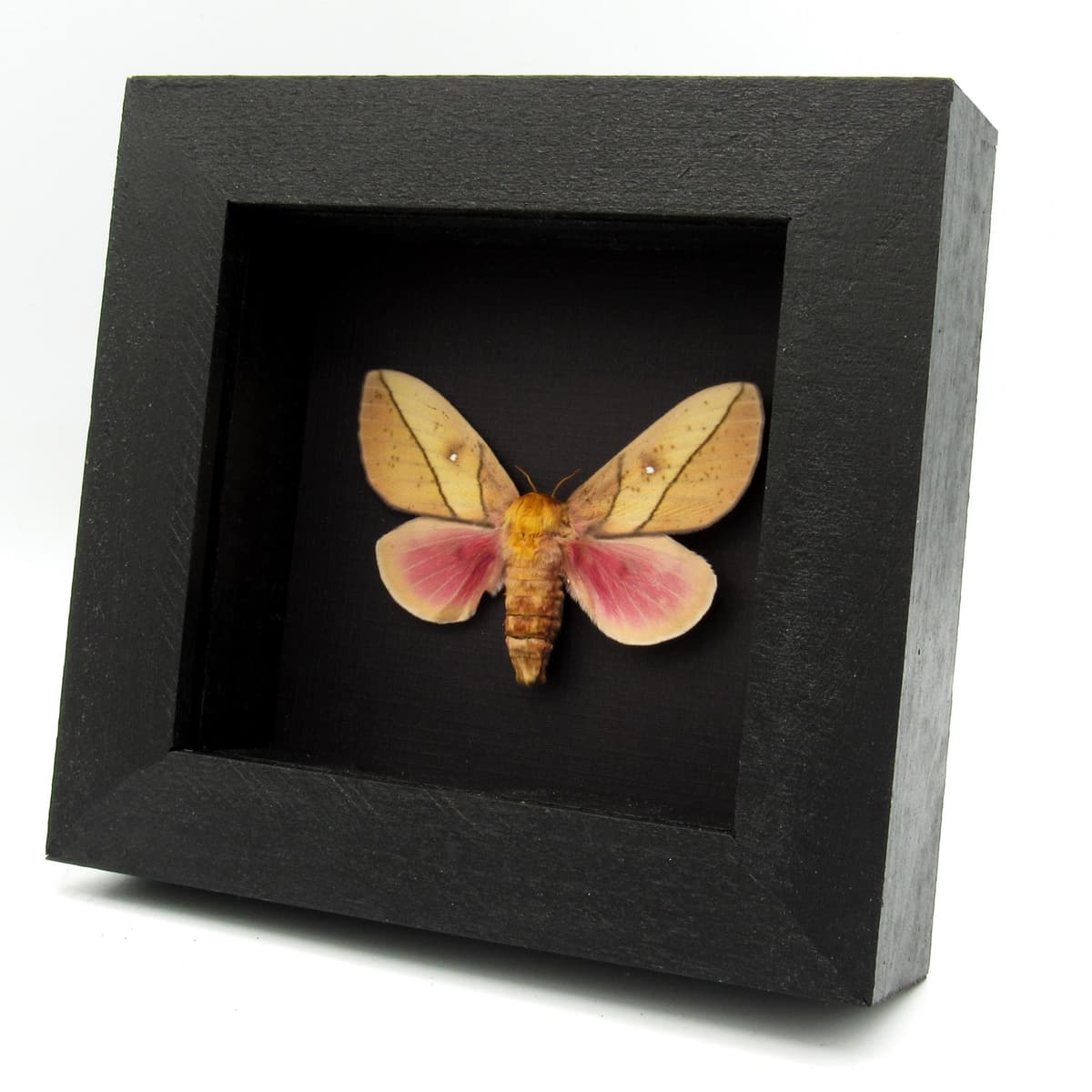Real pink Saturn moth framed taxidermy - Syssphinx montana - large female