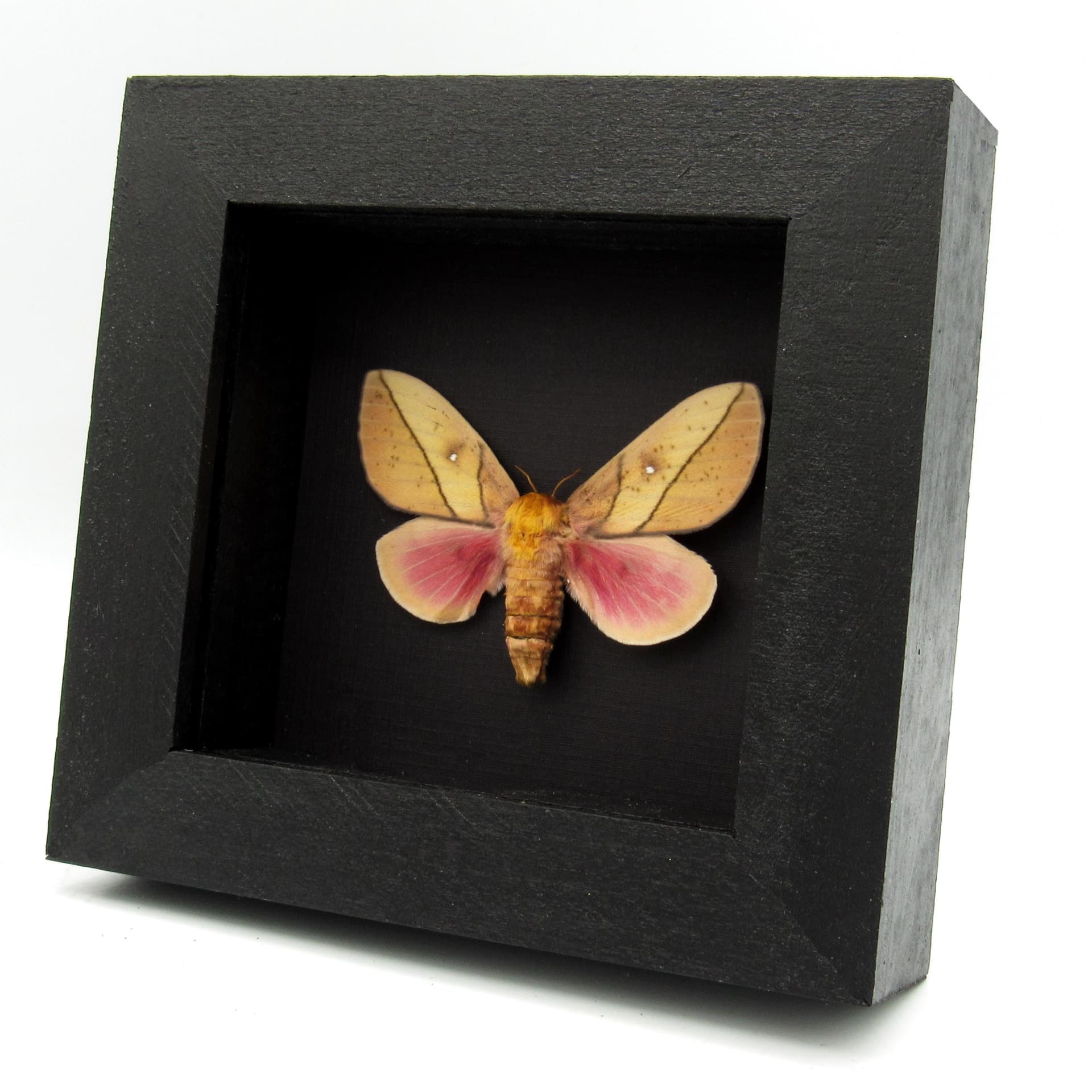 Real pink Saturn moth framed taxidermy - Syssphinx montana - large female