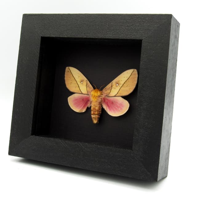 Real pink Saturn moth framed taxidermy - Syssphinx montana - large female