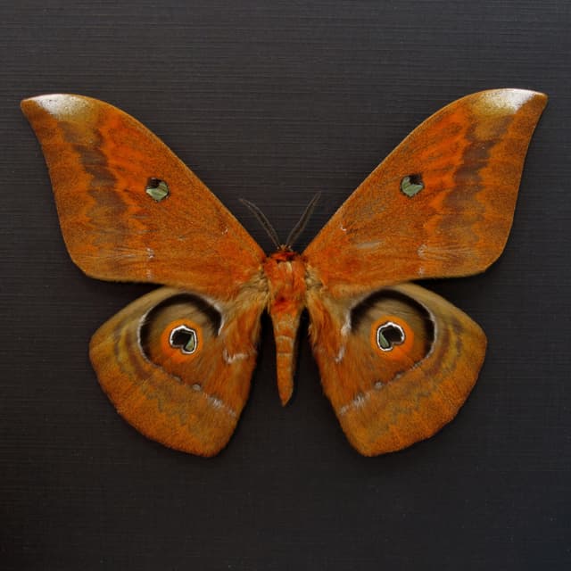 Real Giant Saturn moth framed taxidermy - Salassa thespis - XL size