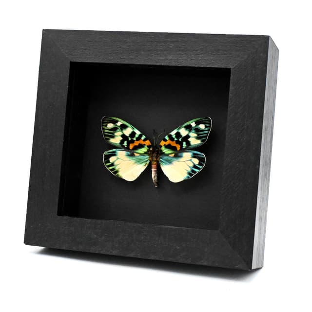 Real metallic Day Flying moth framed taxidermy - Erasmia pulchera chinensis - large female