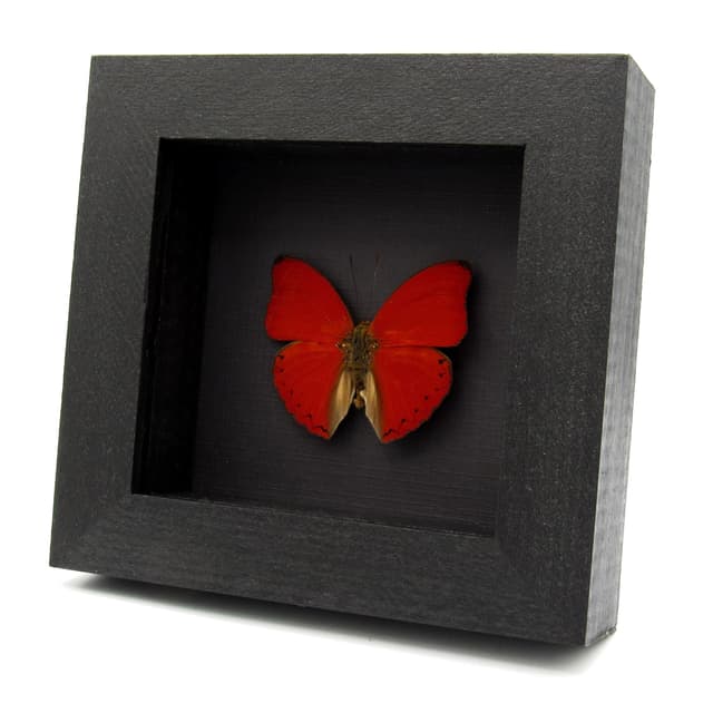 Real Red Glider butterfly framed taxidermy - Cymothoe sangaris