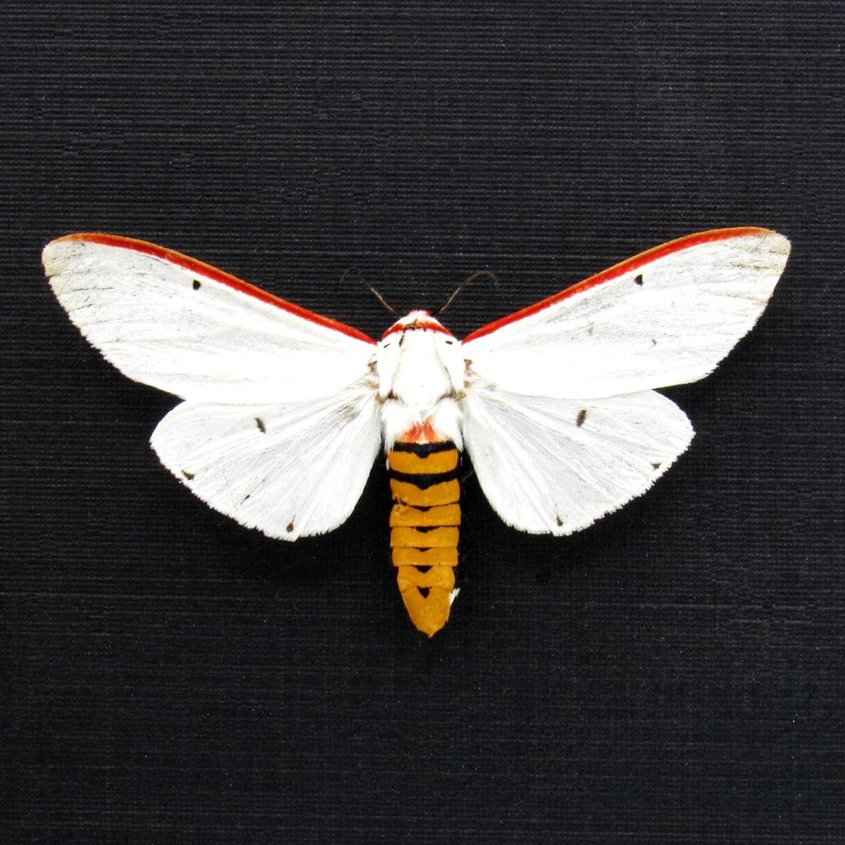 Real Red Costate Tiger moth framed specimen - Aloa lactinea