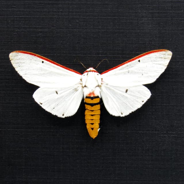 Real Red Costate Tiger moth framed specimen - Aloa lactinea