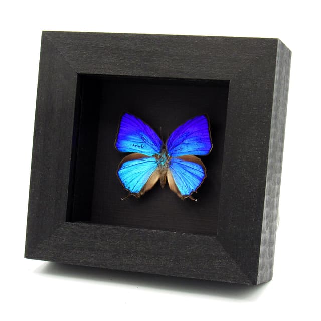 Real iridescent blue Hairstreak butterfly framed taxidermy - Arhopala araxes