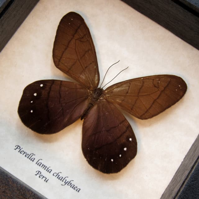 Real Satyr butterfly framed taxidermy - Pierella lamia chalybaea