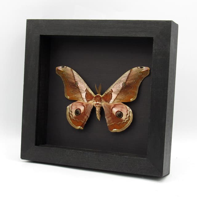 Real Giant pink Saturn moth framed taxidermy - Caligula simla