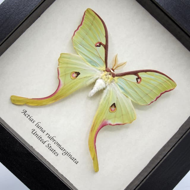 Real rare Luna Moon moth framed taxidermy - Actias luna rubromarginata - very large