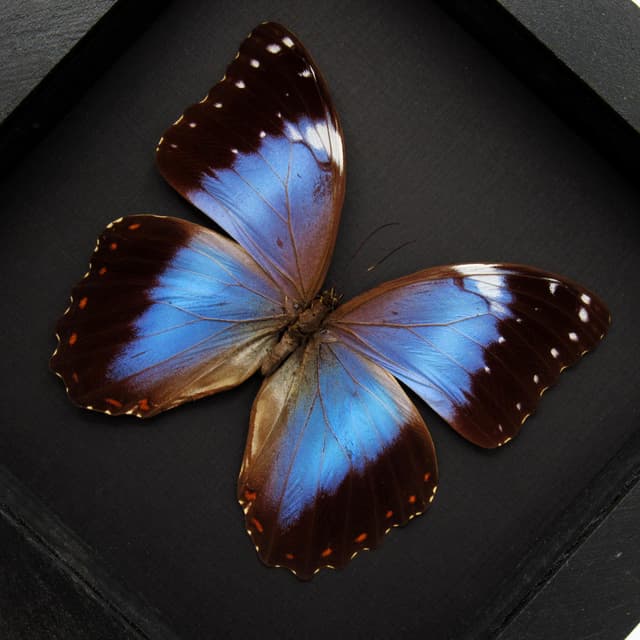 Rare Hybrid Morpho framed taxidermy - Morpho helenor violaceus x Morpho achilles