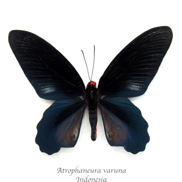 Real Black Batwing butterfly framed taxidermy - Atrophaneura varuna