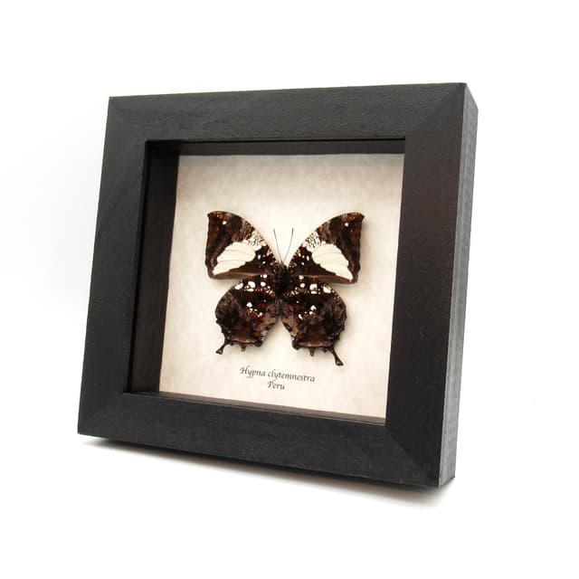 Real metallic Dead Leaf butterfly framed taxidermy - Hypna clytemnestra