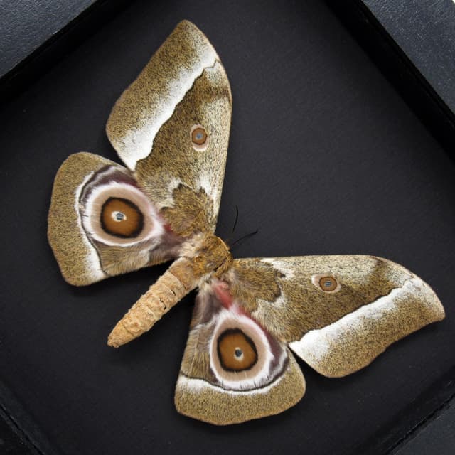 Real Saturn moth framed taxidermy - Gonimbrasia zambesina - female