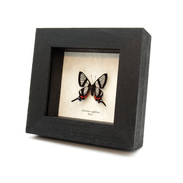 Real Clearwing butterfly framed taxidermy - Chorinea sylphina