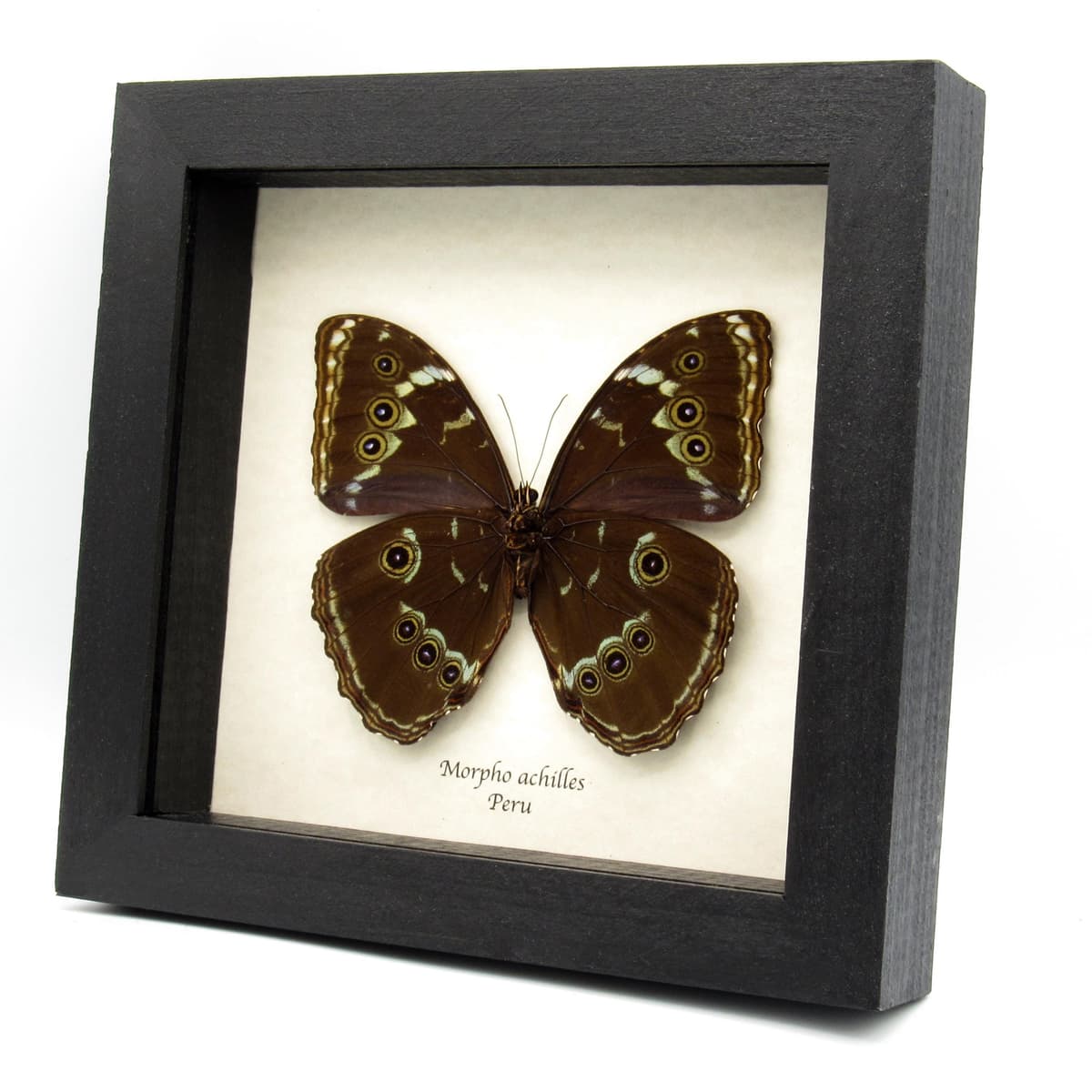 Real Giant Morpho butterfly framed taxidermy - Morpho achilles