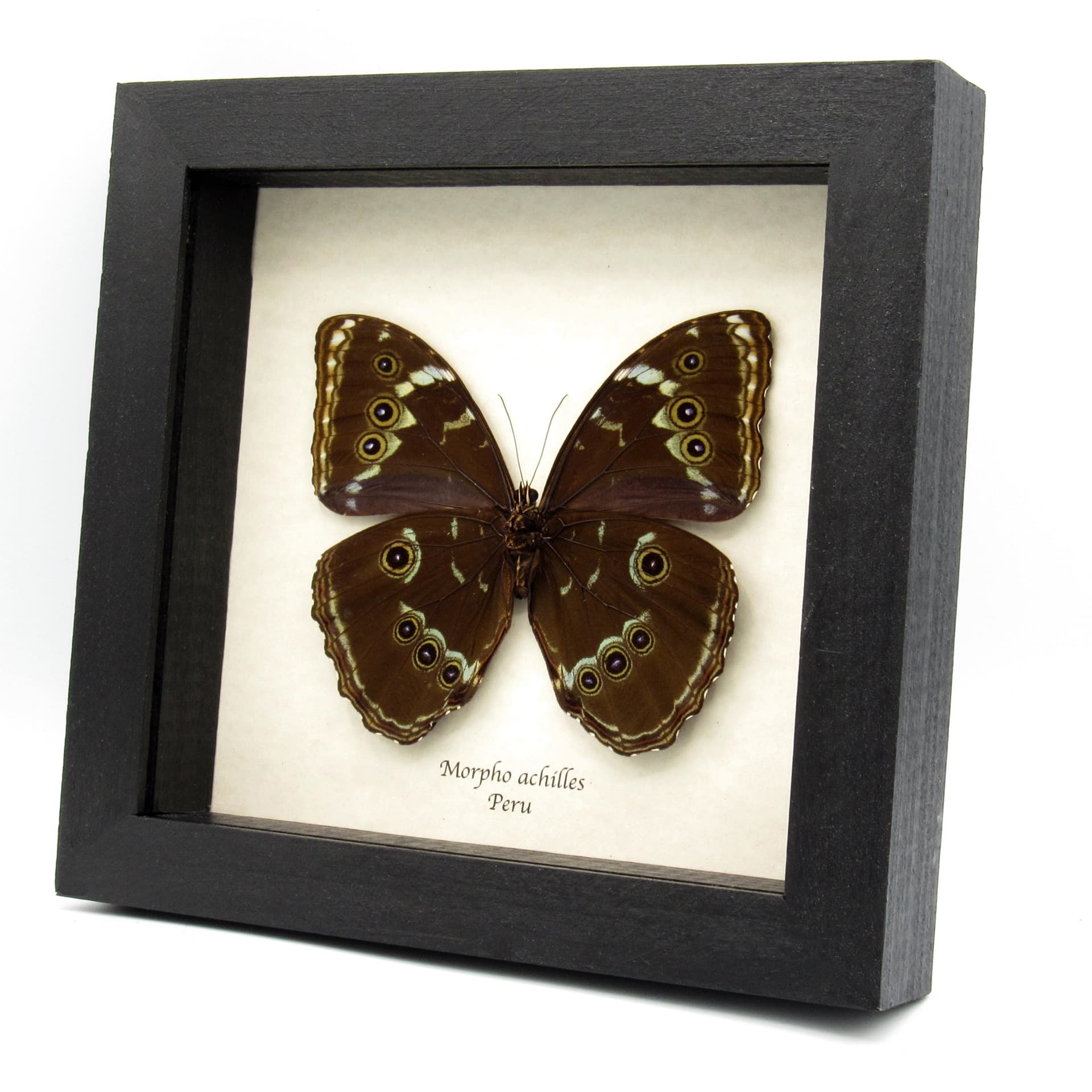Real Giant Morpho butterfly framed taxidermy - Morpho achilles