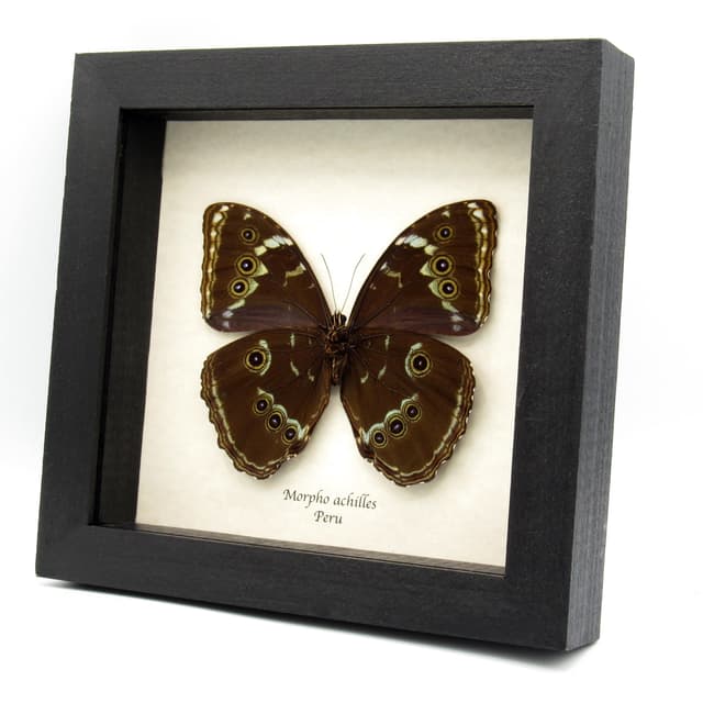 Real Giant Morpho butterfly framed taxidermy - Morpho achilles