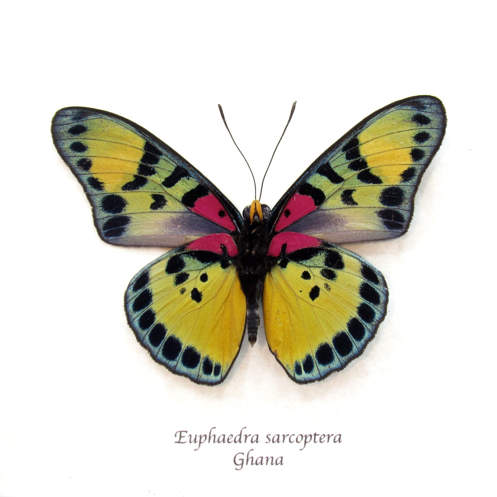 Rare fuchsia True Forester butterfly framed taxidermy - Euphaedra sarcoptera